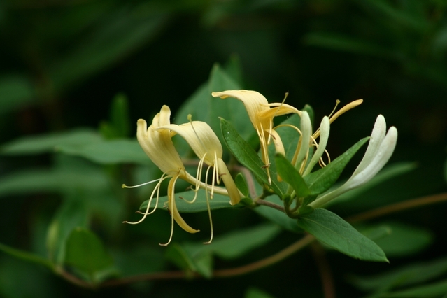 honeysuckle-1058290-639x425
